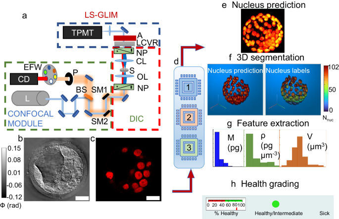 EVATOM: an optical, label-free, machine learning assisted embryo health assessment tool