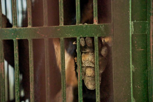 Exposed: The dark reality of profit-driven captive wildlife farming