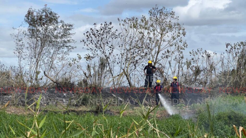 Bushfires bringing wildlife closer to humans – Trinidad and Tobago Newsday