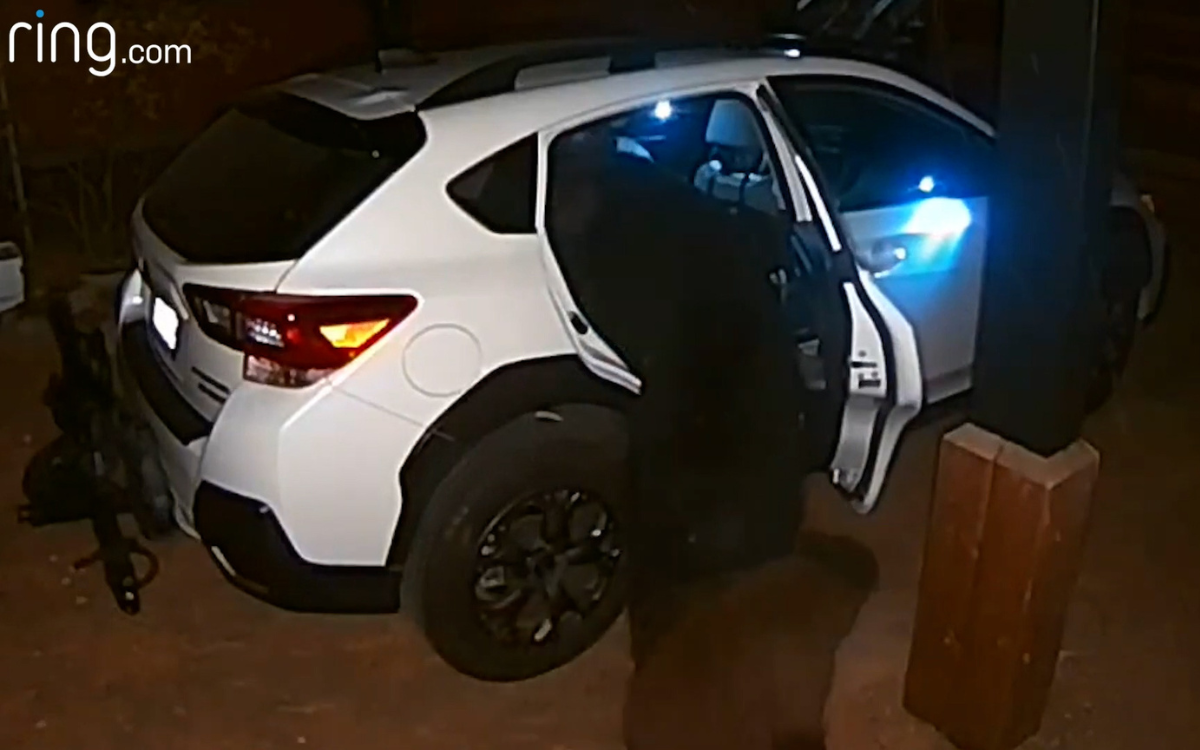 Moment ‘polite’ bear carefully breaks into homeowner’s car caught on camera