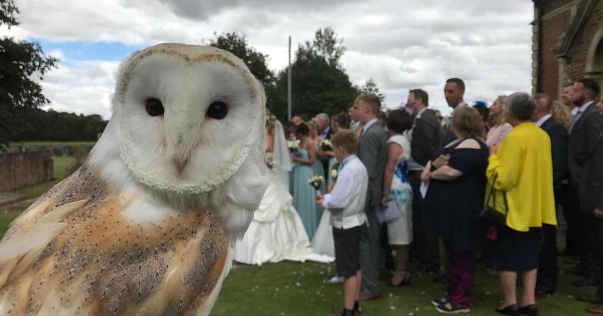 Owls are increasingly swooping in as ring bearers at weddings