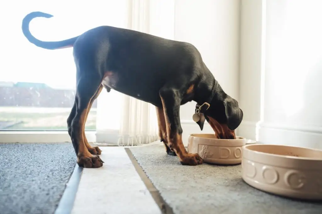 Dog eating food from its bowl, there's no NutriSource dog food recall in 2024