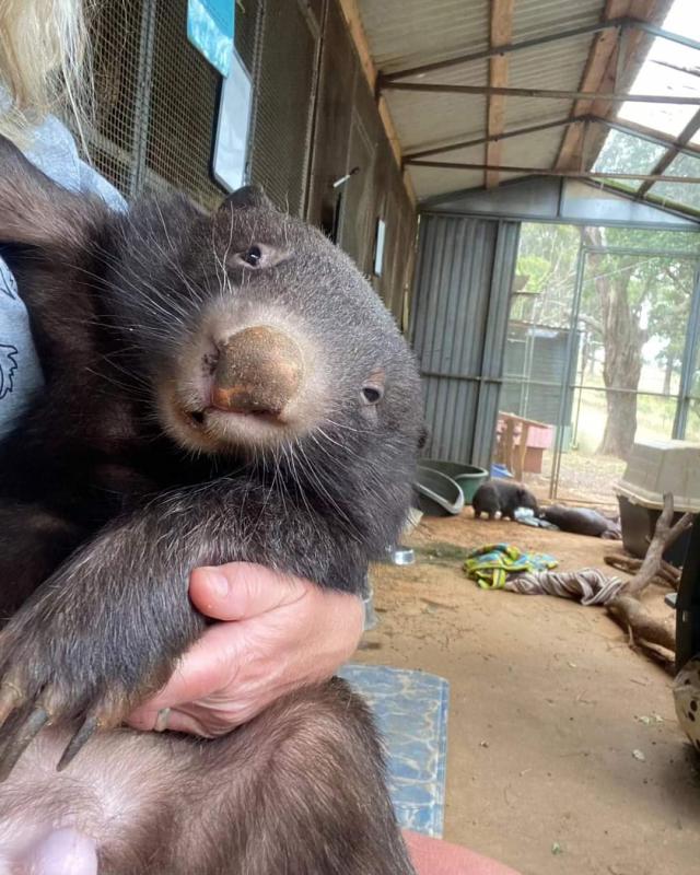 Wildlife shelters concerned