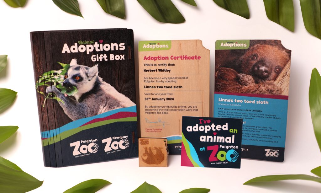 Support Wildlife Conservation With Paignton Zoo’s New Animal Adoption Packs