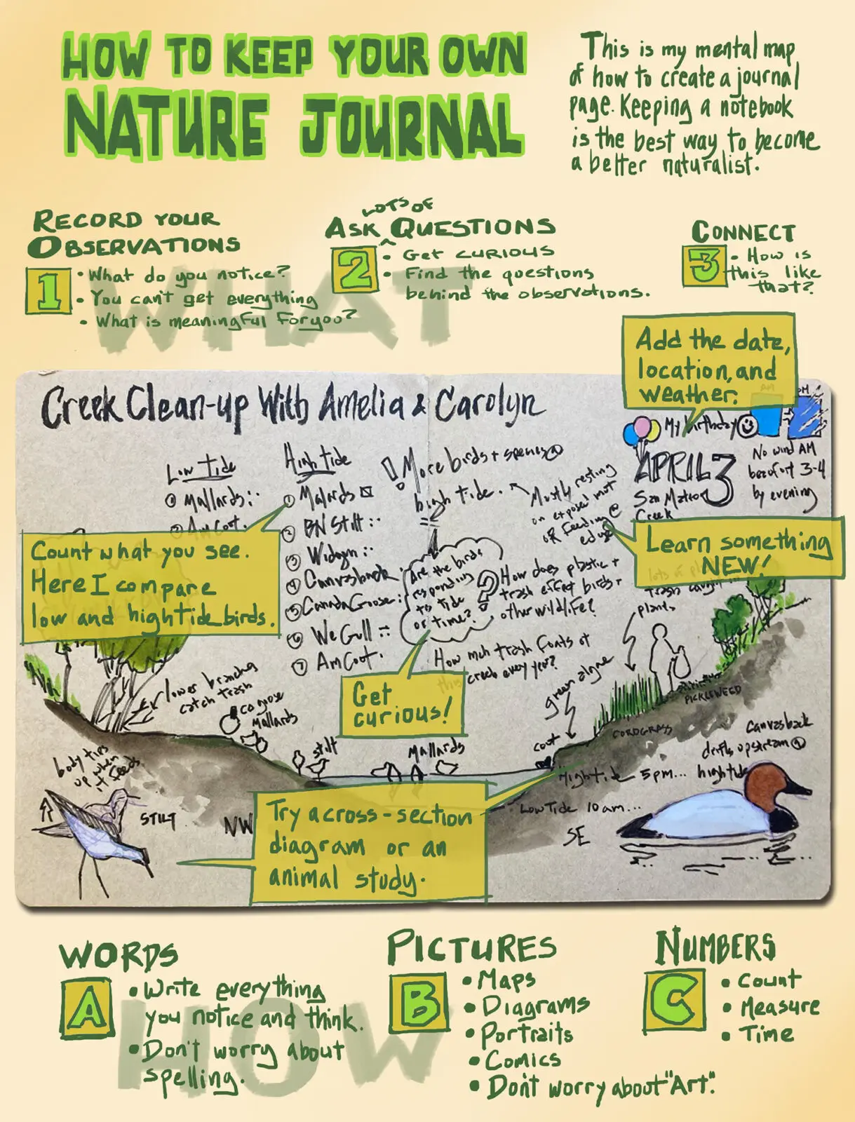 How to Nature Journal - a Naturalist's Notebook by John Muir Laws