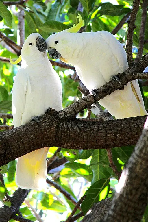 Sulphur-crested Cockatoos