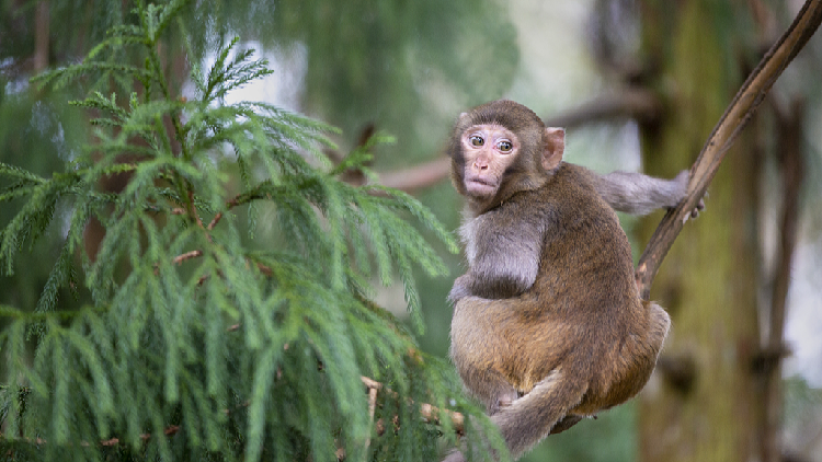 Exploring natural solutions for wildlife