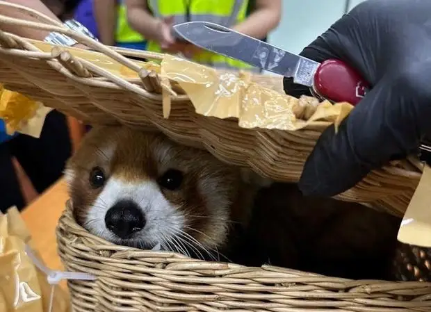 thailand-red-panda-smuggling.jpg 