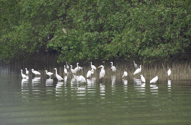 School students to get free wild bird conservation education | Environment