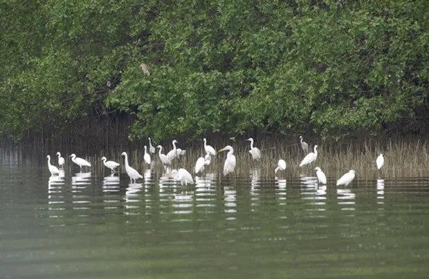 School students to get free wild bird conservation education hinh anh 1