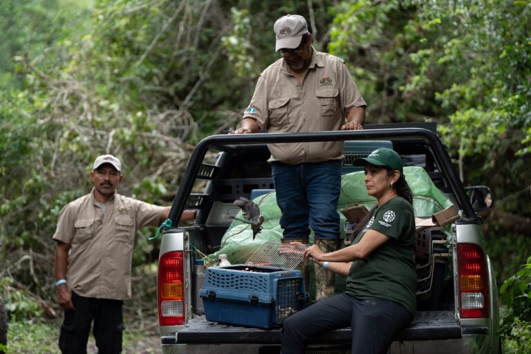 Rehabilitation of Guatemalan fauna highlights opacity of illegal wildlife trade