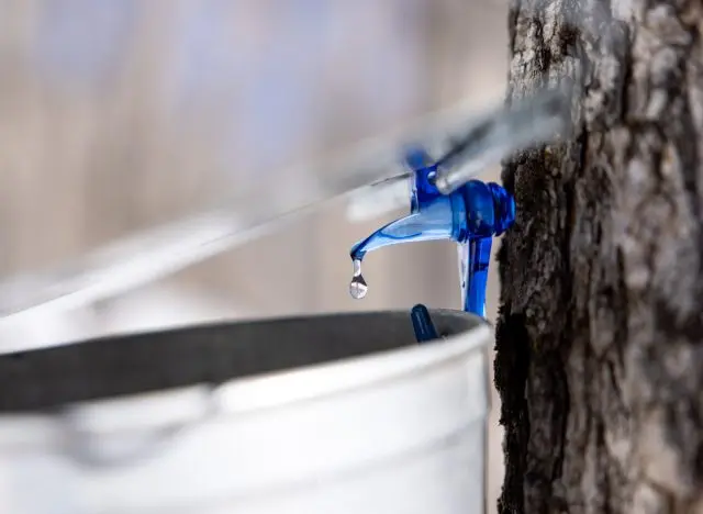 water sap dripping out of a maple tree tap