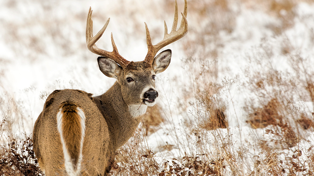 How will wildlife react to the total solar eclipse?