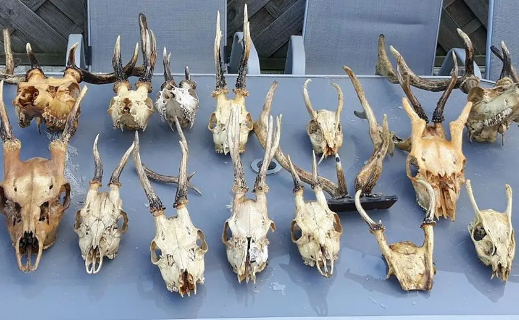 Skulls of wildlife were found following Taylor's barbaric hunts