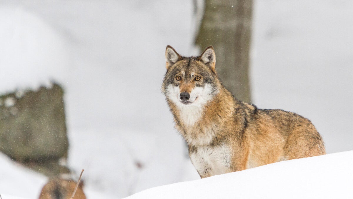 ‘Huge Victory’ for wildlife celebrated by animal protection, environmental groups as health Canada announces strychnine poisoning ban