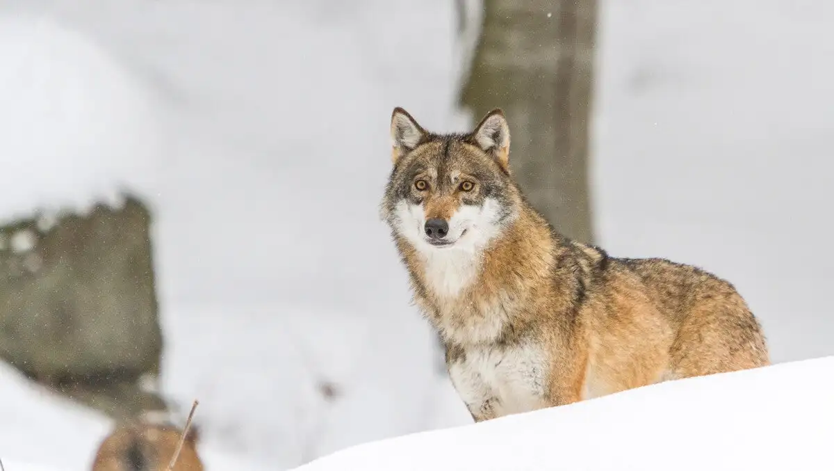 Wolf in the snow