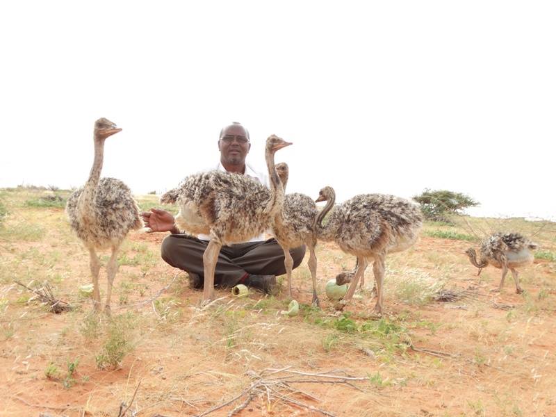 Why Somalia’s wildlife needs protecting