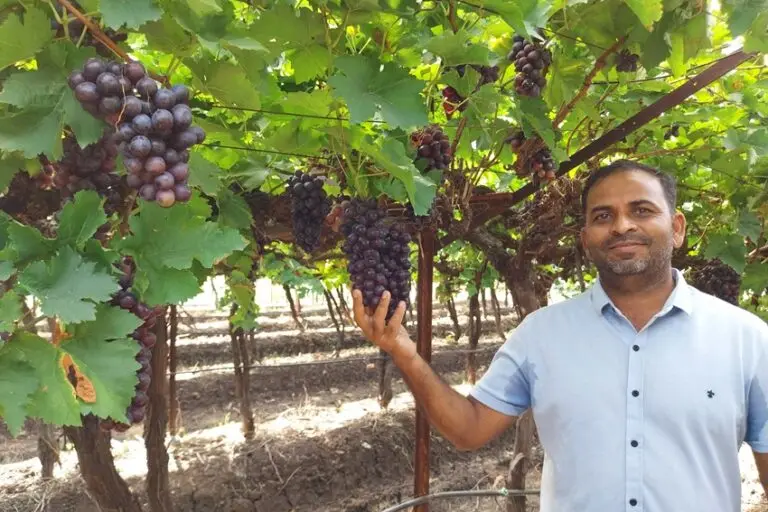 Deepak Shinde, a grapes farmers of Malegaon in Nashik district, showing his crops. Shinde credits Digambar Ashok Kate for introducing the cover in his area. Photo by Arvind Shukla.