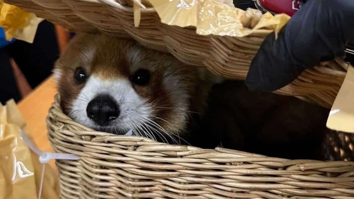 Six Indians in Bangkok arrested for allegedly trafficking Red Panda, 86 other wild animals