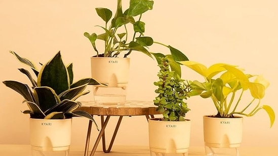 Best house plants: Top 10 picks to transform your home into a lush indoor jungle for some additional positive vibes