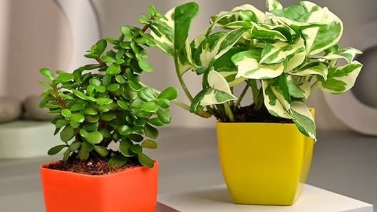 Best indoor plant pots: Top 10 picks to enhance your home decor with greenery to create a welcoming atmosphere