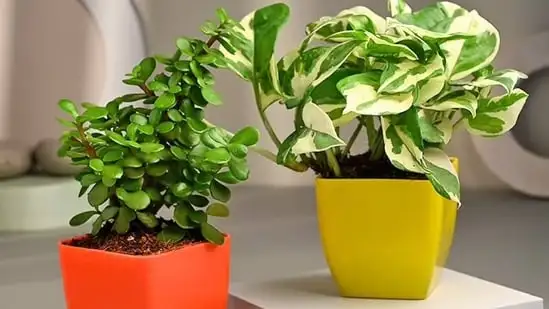 Best indoor plant pots offer versatility, longevity, and a touch of nature to enhance your living spaces.