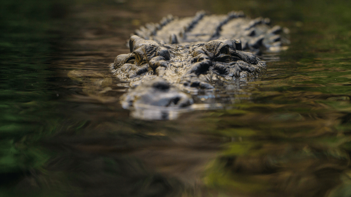 “They’re very shy animals”: Wildlife expert explains rarity of crocodile bite at Everglades National Park