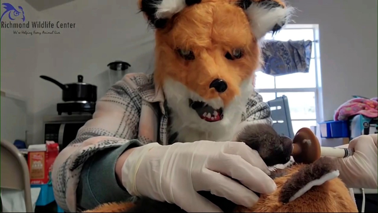 Staff at a Virginia wildlife center pretend to be red foxes as they care for an orphaned kit