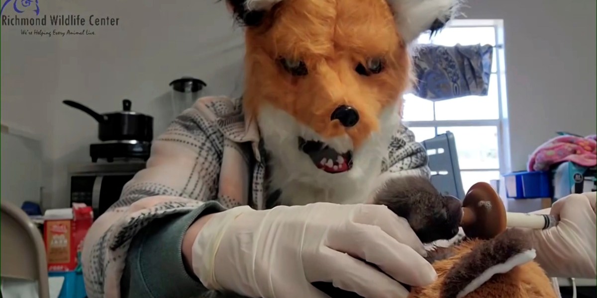 Virginia wildlife center employees put on giant animal masks to raise orphaned fox kit