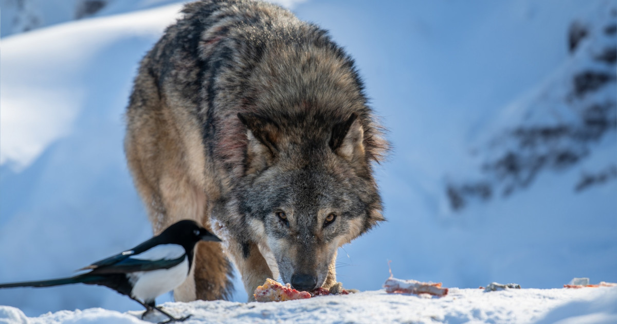 Colorado Senate Confirms Animal Rights Advocates to Wildlife Commission