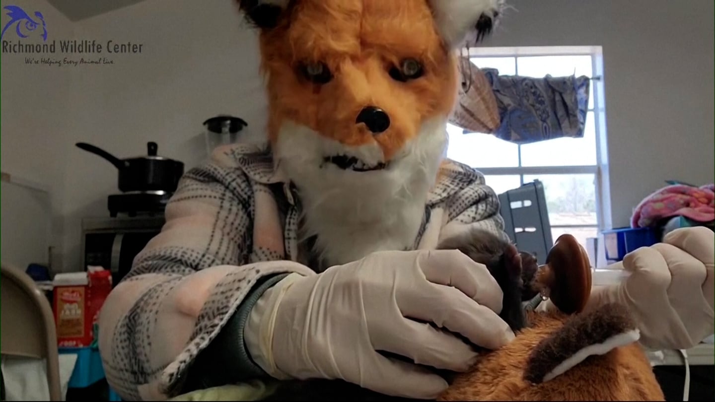 Wildlife worker dons cunning disguise to care for rescued newborn fox