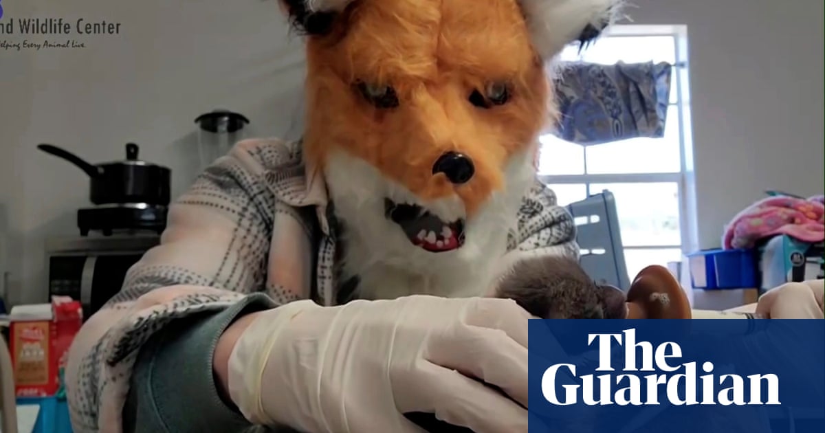 Virginia wildlife center staff pretend to be giant foxes when feeding kit