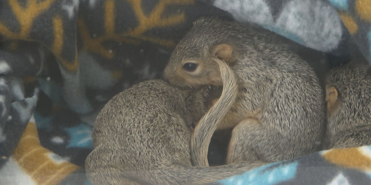 Wild West Wildlife Rehabilition Center saves more than a dozen animals from wildfires