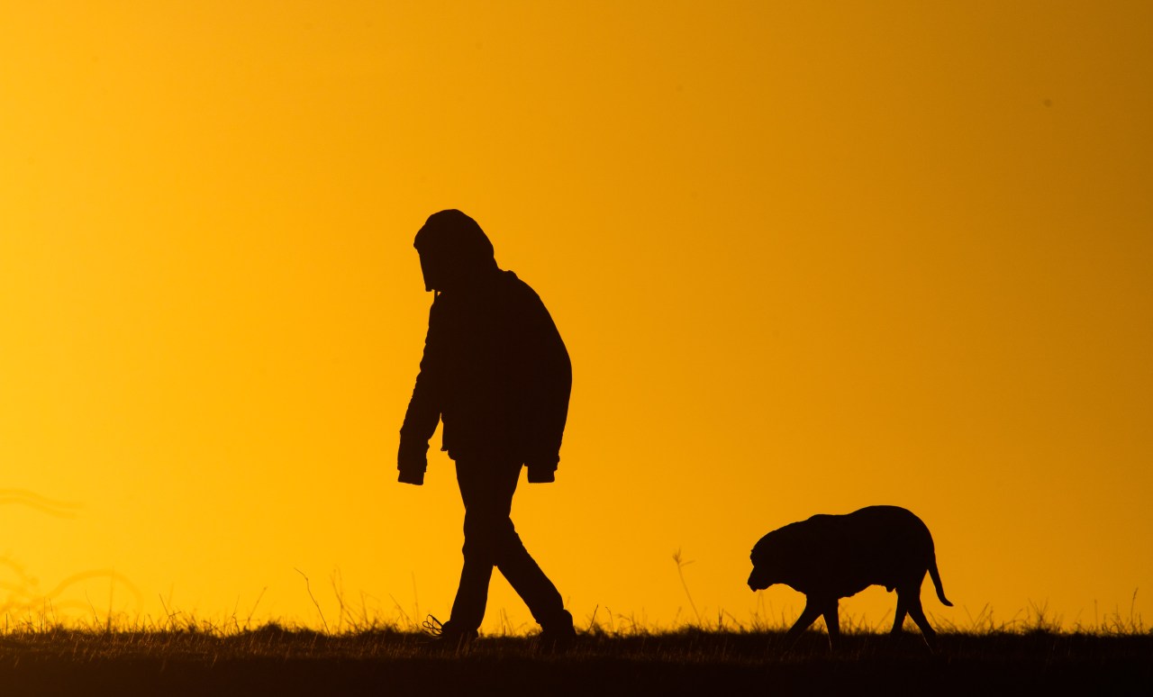 Wildlife officials to Utahns: Keep your dogs on a leash, don’t let them chase wild animals