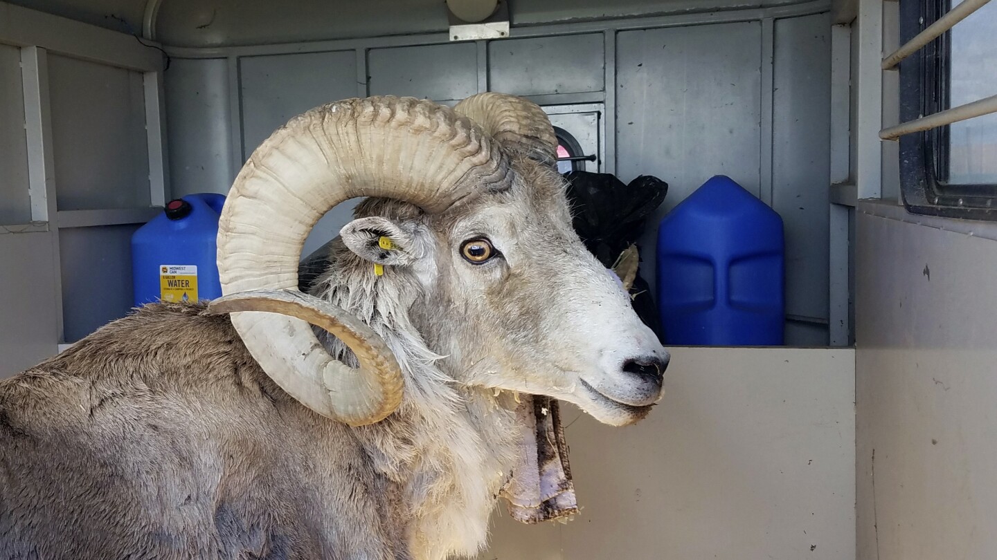 Montana man used animal tissue and testicles to breed ‘giant’ sheep for sale to hunting preserves