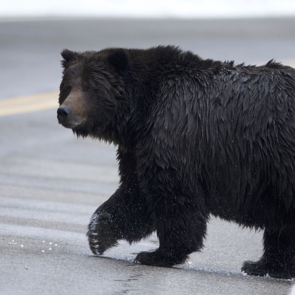 Wildlife Crossings