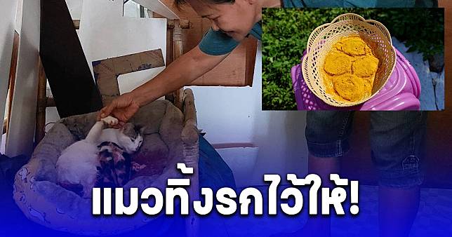 ส่องเลขที่บ้านแมวคลอดลูก 4 ตัวทิ้งรกไว้ให้บูชา ก่อนวันหวยออก | สยามนิวส์