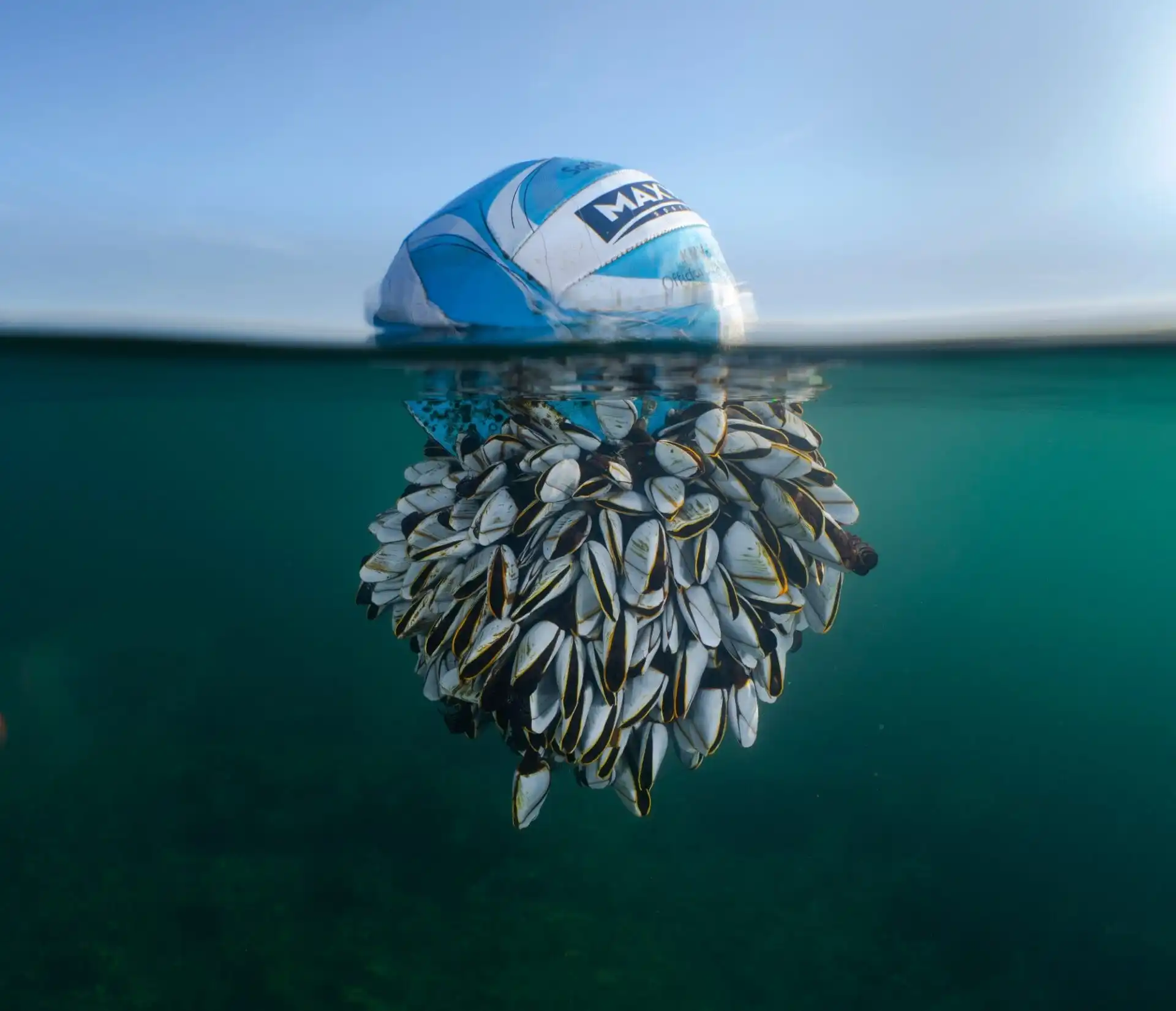 a view of a soccer ball floating in the water, with a view below the surface of dozens of barnacles in a cluster