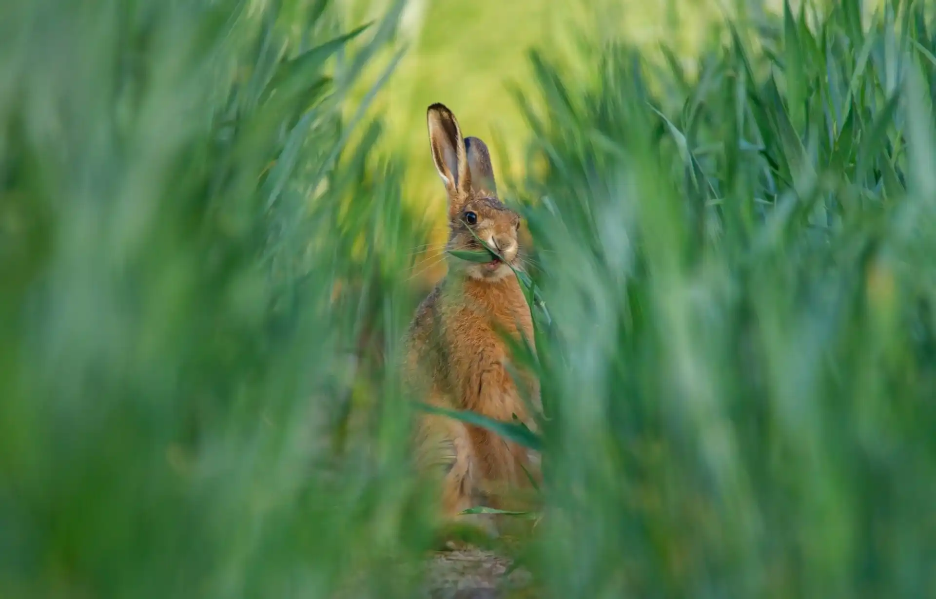 a rabbit munches on some green grass in a field