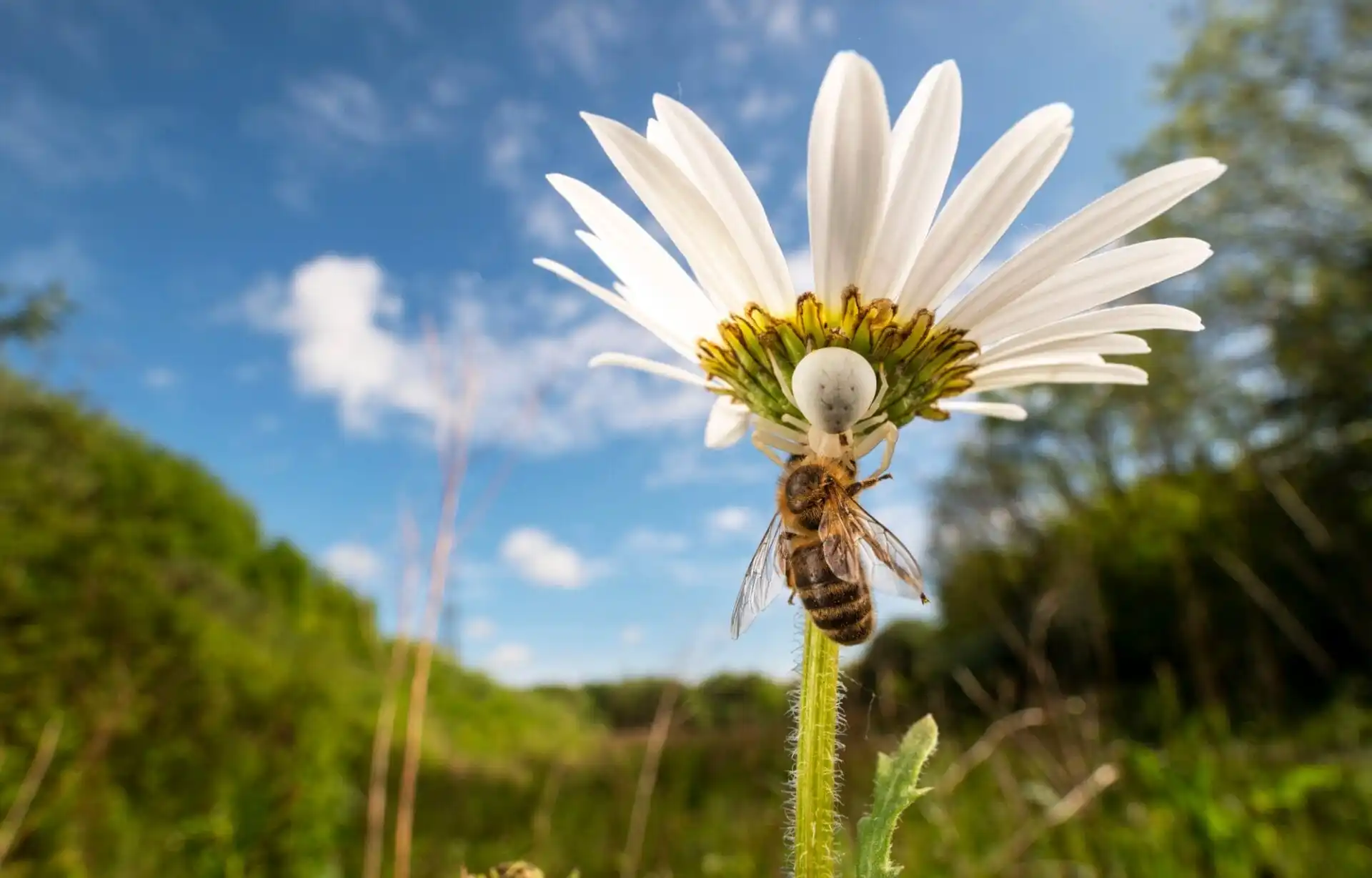 a bee and a spider interact on the underside of a daisy against a blue sky