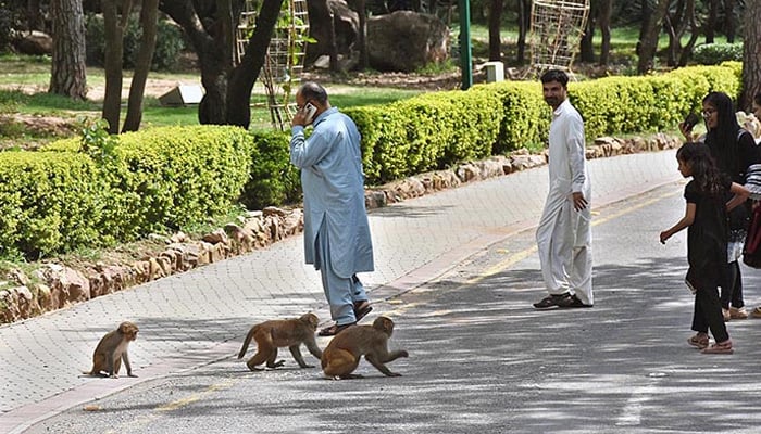 ‘Artificial feeding to monkeys can disrupt ecosystem’, wildlife experts warn tourists