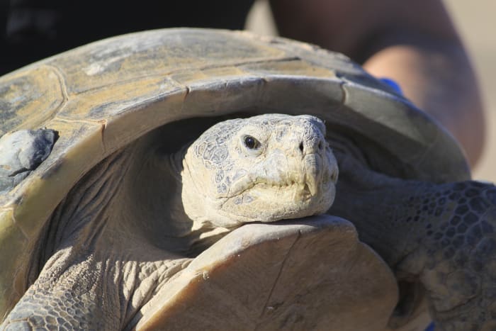 Local celebrity tortoise goes on romantic journey