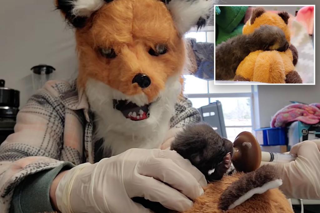 Wildlife center staffers go to extreme lengths to care for orphaned…