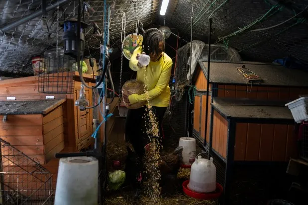 Shaunté Brewer, a heart transplant recipient who celebrated one year with her new heart, takes care of her chickens in her backyard in Chicago on March 6, 2024. (E. Jason Wambsgans/Chicago Tribune)