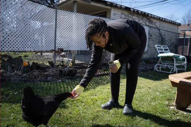 Shaunté Brewer feeds her chickens in her backyard in Chicago on March 6, 2024. (E. Jason Wambsgans/Chicago Tribune)