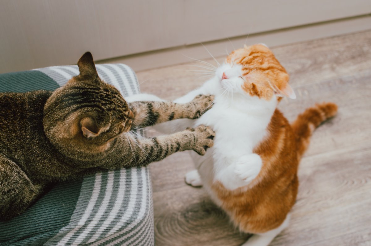 Cat filmed “vibing to some music,” but he has a brother