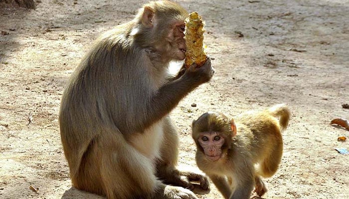 Tourists warned against feeding monkeys in Galiyat