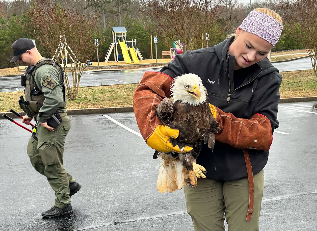 One Calvert County woman’s car trouble: An eagle stuck in the front grill