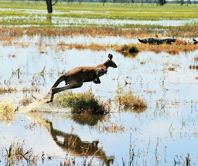 Kangaroo management