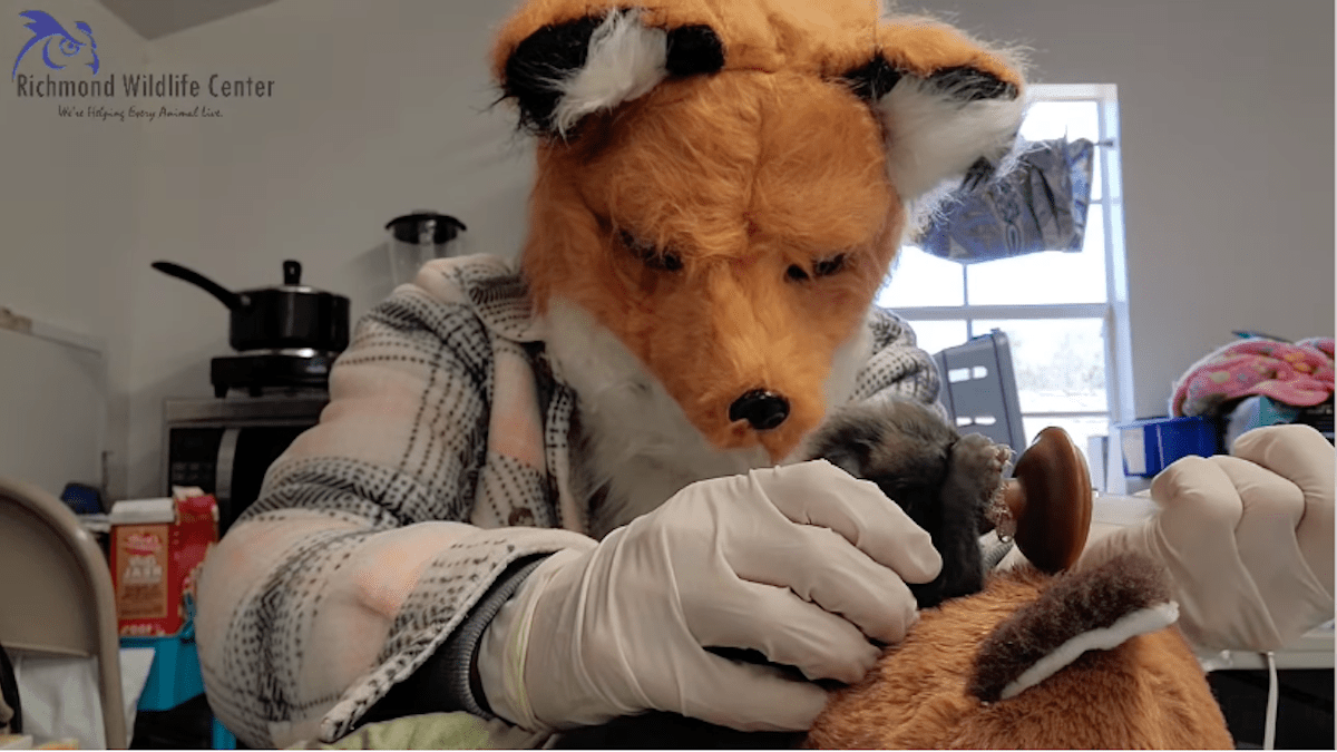 Staff at a Virginia wildlife center dress up as fox to care for an orphaned kit